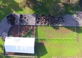 Drone Video Shows Mesmerising Movements of Farm Sheep