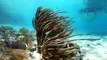 Saltwater Sea Snail {Catch Clean Cook} Staniel Cay, Exuma, Bahamas