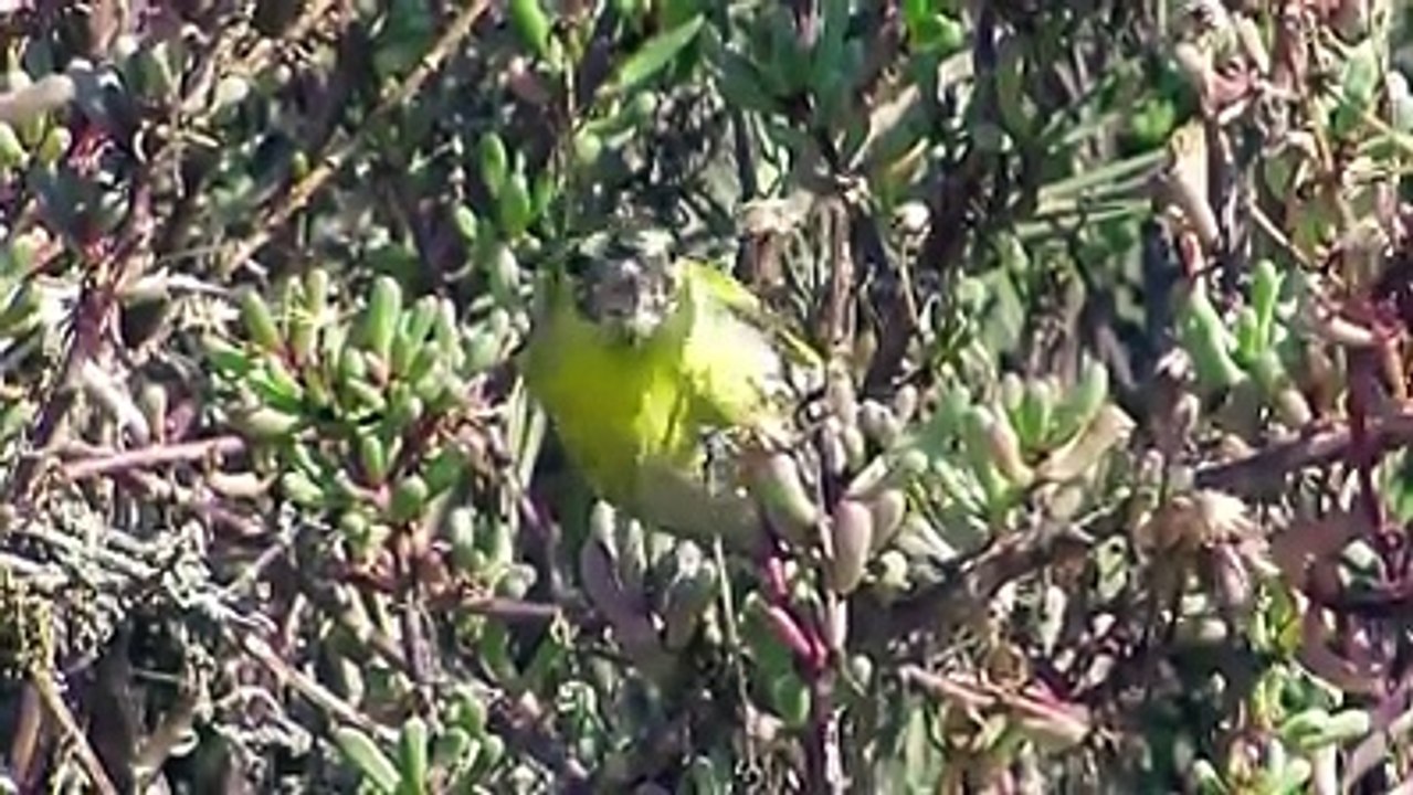 Lugano comiendo semillas