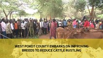 West pokot county embarks on improving breeds to reduce cattle rustling