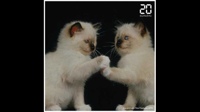 Journée internationale du chat, on vous offre une minute de chatons mignons !