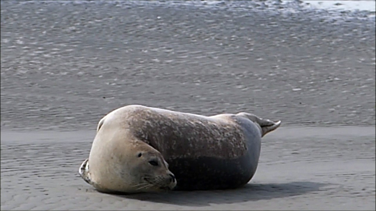 phoques et veaux marins