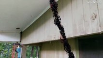 Des millions de fourmis forment un pont avec leurs corps pour attaquer un nid de guêpe