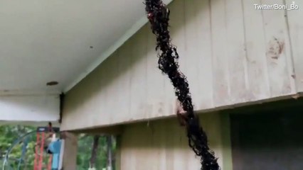 Des millions de fourmis forment un pont avec leurs corps pour attaquer un nid de guêpe