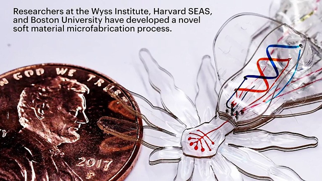 Peacock Spider Inspires Harvard Researchers To Develop Tiny, Soft Robots