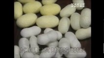 Proses pembuatan kain sutra dari ulat hingga kain