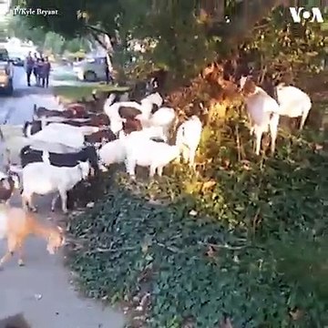 بیش از ۱۰۰رأس بز روز جمعه صبح در حومه شهر بویز، در ایالت ایداهو فرار کردند. این بزها وارد چمن ها و سبزه های خانه های مردم شدند و به چریدن شروع کردند.#voasocia