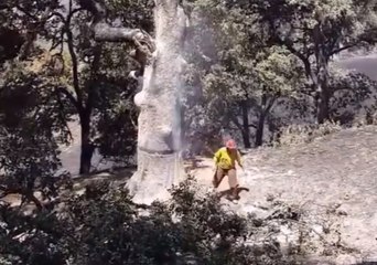 Hazardous Tree Felled Near Mendocino Complex Fires