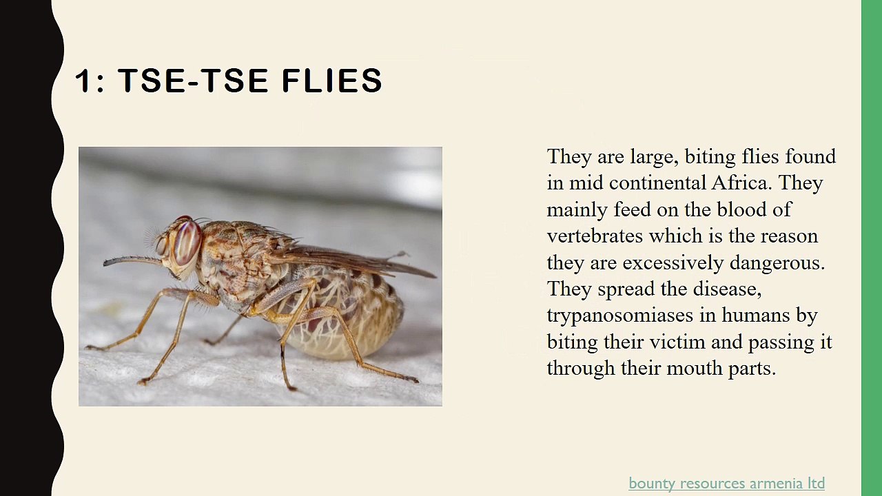 Most Venomous Insects in the World by Li Haidong Singapore