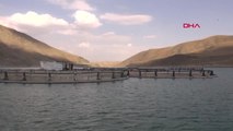 Van'da Baraj Gölünde Avrupa Standartlarında Alabalık Üretimi