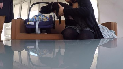 Panchito conoce a Hektor ❀◕‿◕❀ VLOGS DIARIOS 186 ❀◕‿◕❀ Familia Likesely ♡