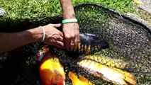 REMOVING COLORFUL RIVER CHICKENS from POND into Amazing Large Temporary Fish Aquarium!