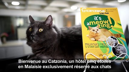 En Malaisie, un hôtel de luxe pour chats