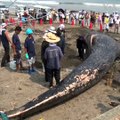 جسد نهنگ غول پیکری در ساحل شهر کماکورا واقع در کشور جاپان پیدا شده است. این نهنگ ۱۰.۵۲ متر طول داشت و کارشناسان می گویند این نهنگ قادر به رشد در حدود ۳۰ متر بود