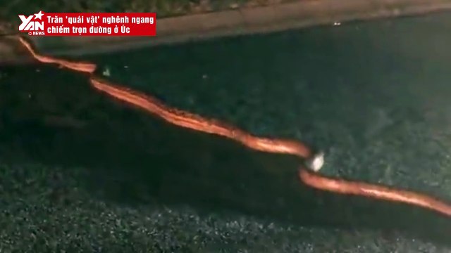 Trăn 'quái vật' nghênh ngang chiếm trọn đường ở Úc