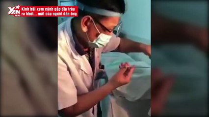 Kinh hãi xem cảnh gắp đỉa trâu ra khỏi... mũi của người đàn ông