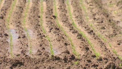 제주, 가뭄에 당근 파종 늦어져 농민 시름 / YTN