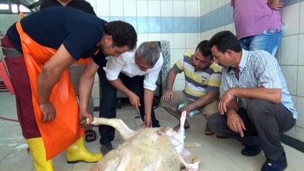 Antalya'da kurban kesme kursu
