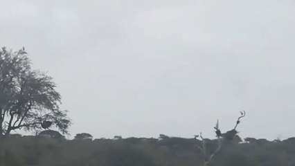 Un héron surfe sur le dos d'un hippopotame (Afrique du Sud)