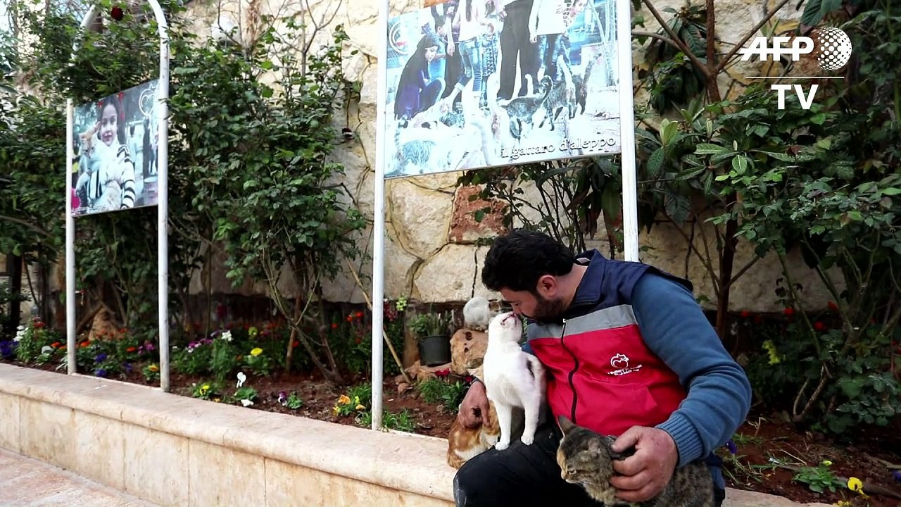 Katzen-Asyl in syrischer Rebellen-Hochburg