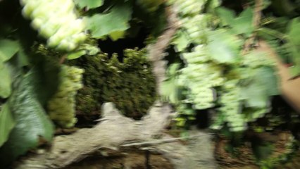 Raimat inicia la campaña de vendimia en Europa con su recolección ecológica