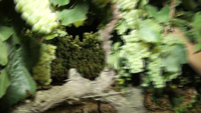 Raimat inicia la campaña de vendimia en Europa con su recolección ecológica