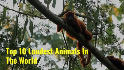 Top 10 Loudest Animals In The World