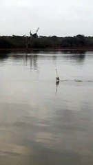 Un héron surfe sur le dos d'un hippopotame (Afrique du Sud)