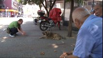 Üç Ayağıyla Caddelerin Maskotu Oldu: Vatandaşlar Protez Bacak Takılmasını İstiyor
