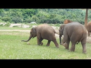 Pariez pour les éléphants à la prochaine coupe du monde