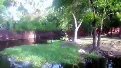 Un homme tombe dans un enclos de lion