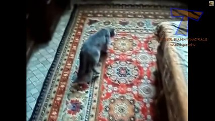 Cats acting strange after vet visit - Cat video compilation