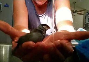 Java Sparrow Bathes in Man's Hands