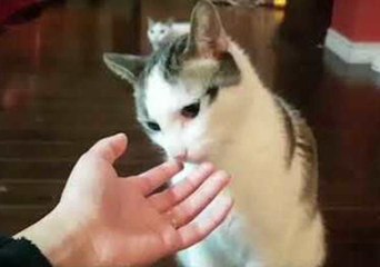 Kitty Showers Owner With Affection After Showing Off New Booties