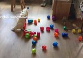 Toy Blocks' Vacation Destroyed By Ruthless Cockatoo