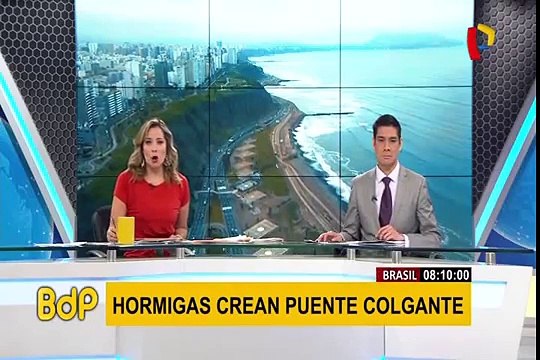 Brasil: hormigas forman un “puente colgante” con sus cuerpos para buscar alimento