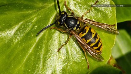 Boozy, Angry Wasps Are Getting Drunk on Rotten Fruit