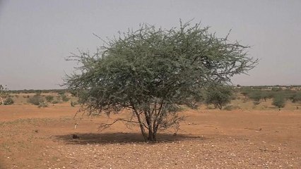 Gefährliches Mali: deutsche Soldaten auf UN-Friedensmission