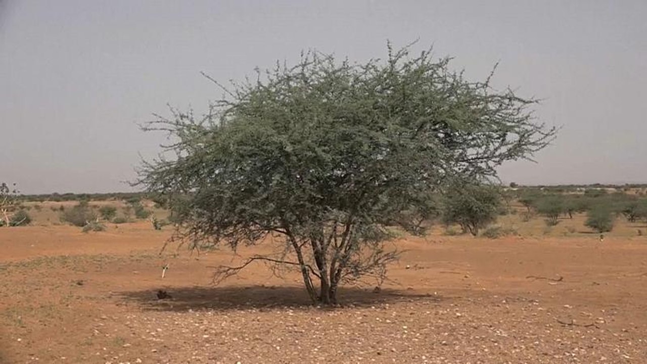 Gefährliches Mali: deutsche Soldaten auf UN-Friedensmission