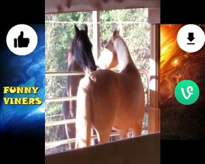 Funny Animals| Funny Animals Fail Compilation 2018| Animals are mean sometimes| Try not to laugh challenge| Animals Doing Things | Funny Horse Videos Compilation (2018) |The LONGER YOU WATCH, the FUNNIER IT GETS! - Funny Videos