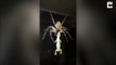Ce que cette araignée géante mange est incroyable... et terrifiant