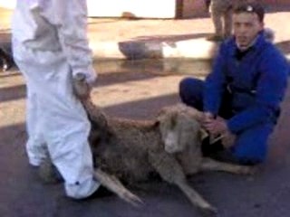 AID DES MOUTON