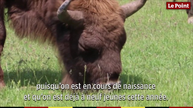 La Réserve des Monts d’Azur : le retour gagnant de la biodiversité d’antan