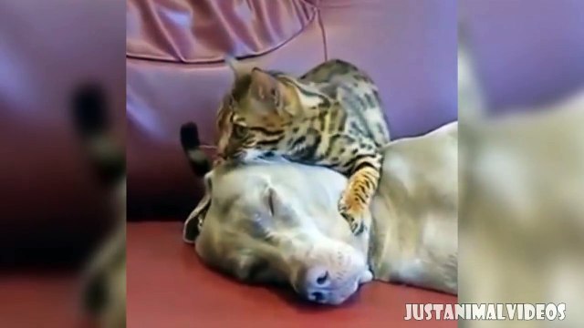 UNUSUAL ANIMAL FRIENDSHIPS __ AMAZING ANIMAL FRIENDSHIPS