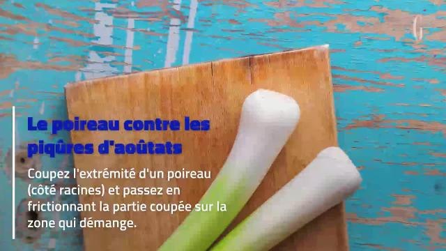 5 remèdes naturels pour soulager les piqûres en tout genre