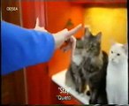 Perros y gatos que comprenden gestos manuales