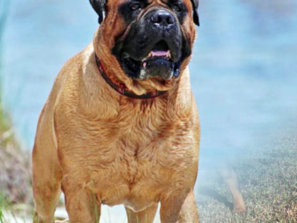 bullmastiff dog breed