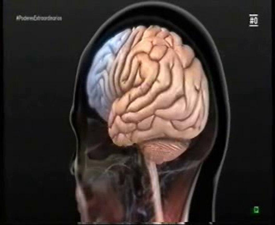 Cerebro humano: Ciclo vital (Del embrion a la vejez)