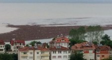 Ordu'daki Sel Felaketinin Ardından Denizde Fındık Adacığı Oluştu