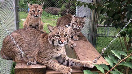 Releasing THREE Bobcats Back To The Wild